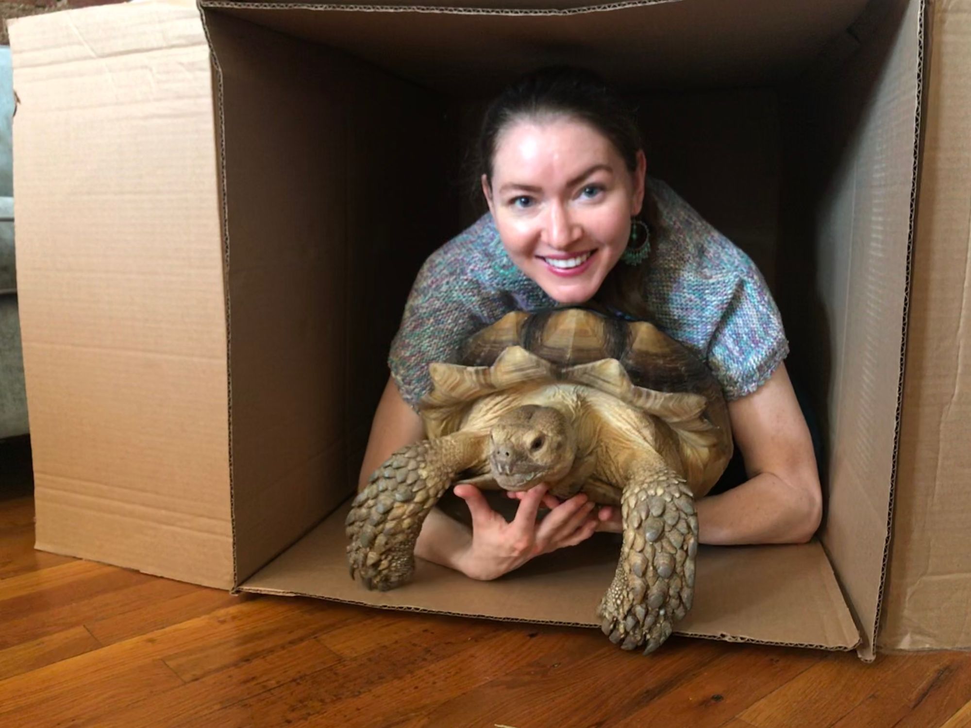 giant tortoise pet